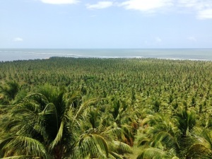 O mar de coqueiros e o mar de verdade!